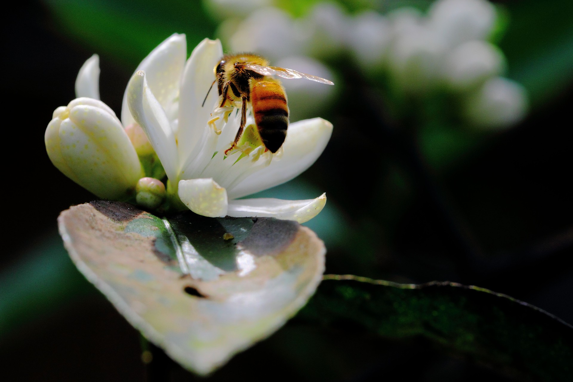 Bee on Jasmine